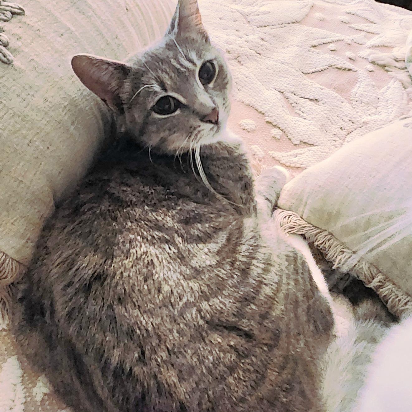 ESME, a Adoptable Domestic Medium Hair in Granby, CT image 2/3