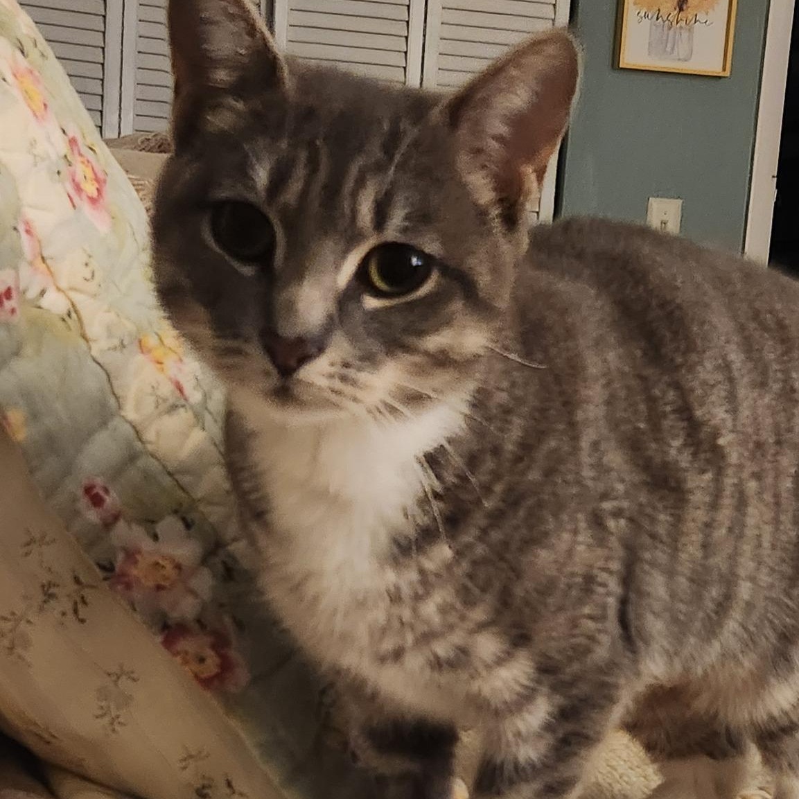 ESME, a Adoptable Domestic Medium Hair in Granby, CT image 3/3