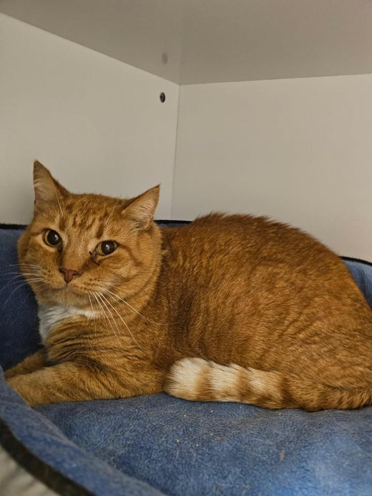 Sweet Potato, Adoptable, Adult Male Domestic Short Hair.