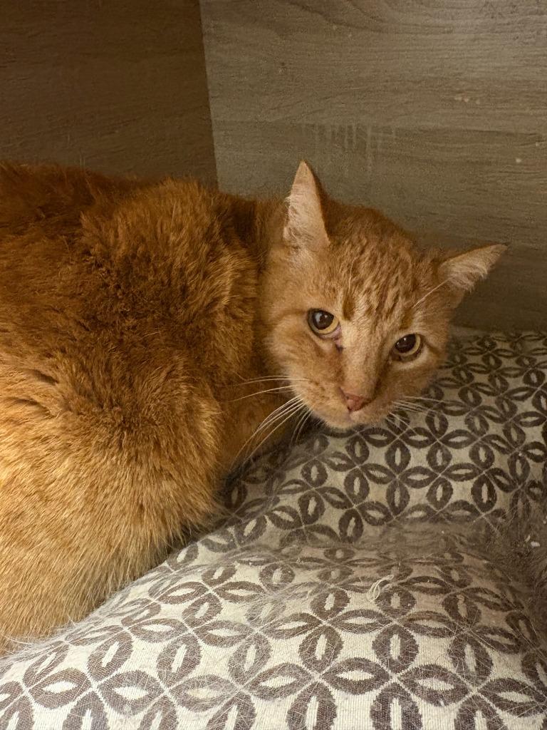 Enlarge Sweet Potato, a Adoptable mixed breed in Heber City, UT image 2/2