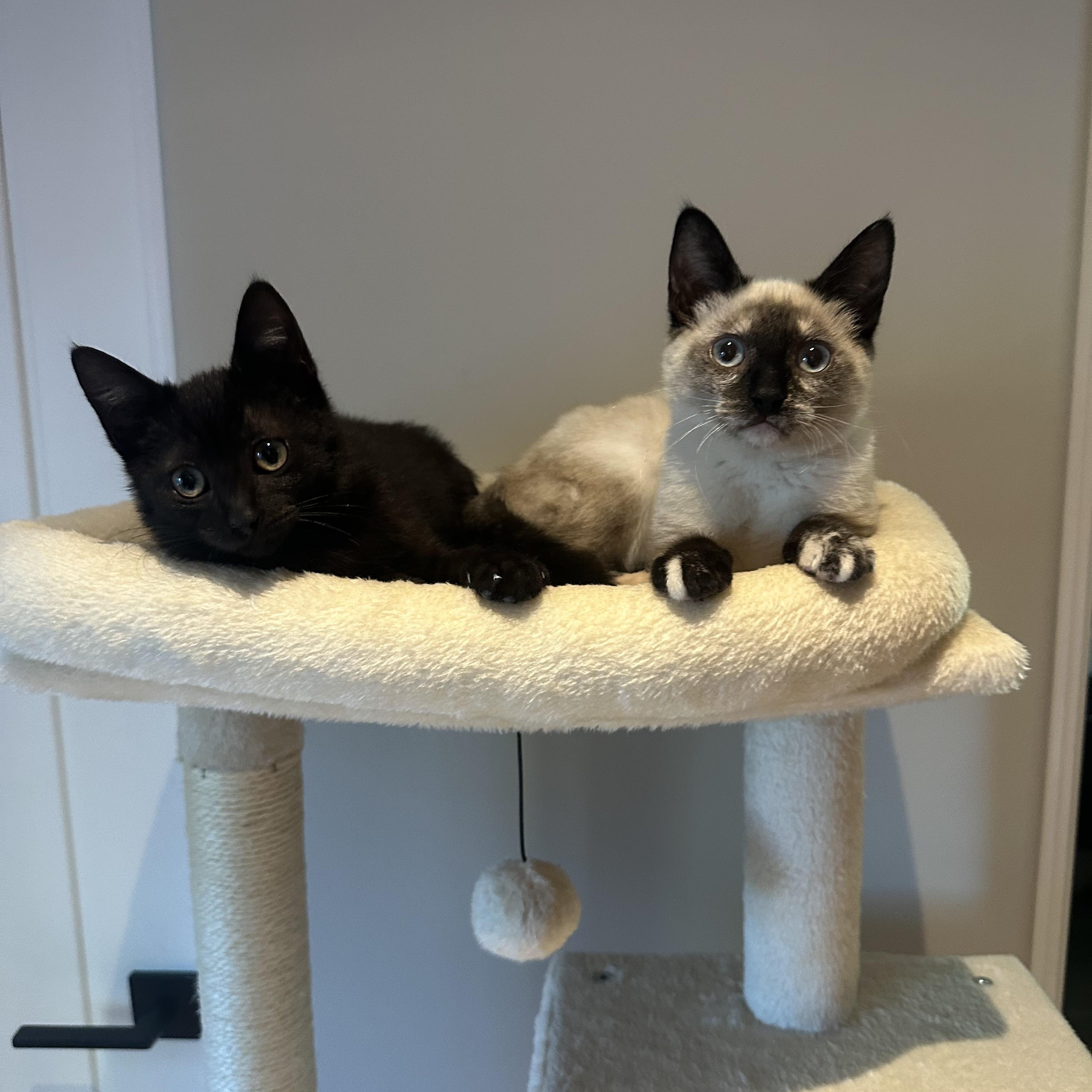 Harry & Sally, ADOPTABLE, Kitten Male Domestic Short Hair & Siamese.