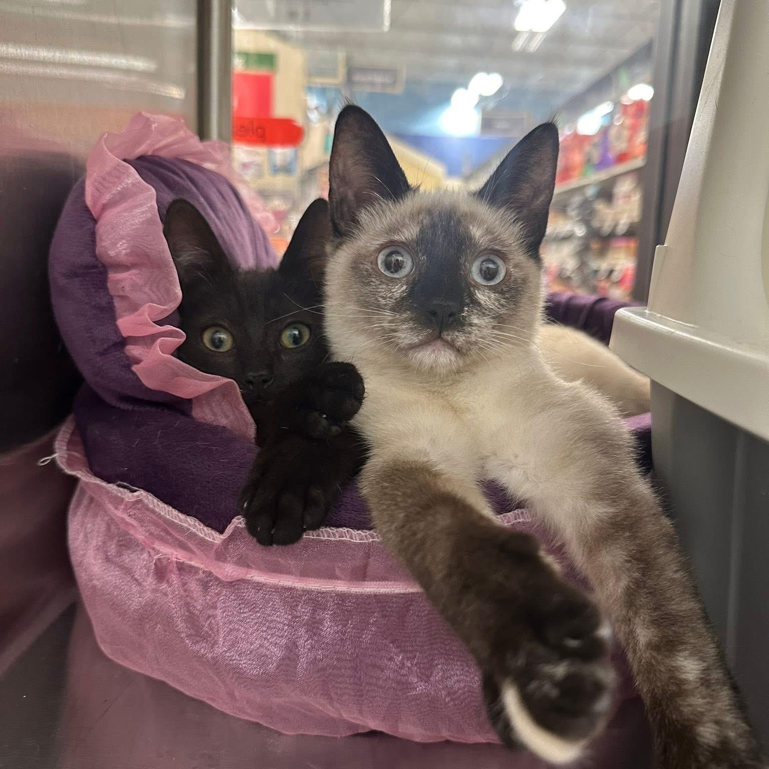 Harry & Sally, adopted, Kitten Male Domestic Short Hair & Siamese.