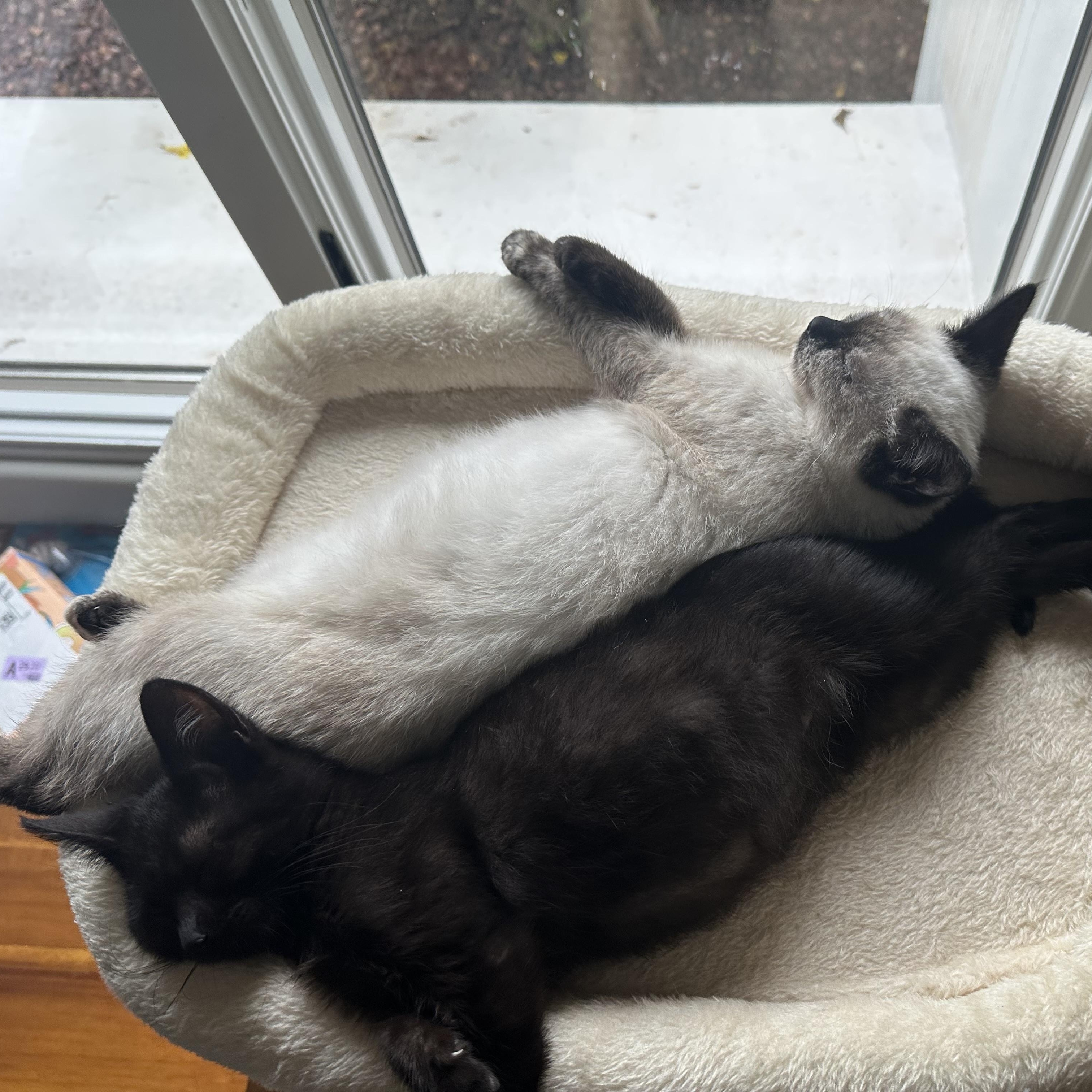 Enlarge Harry & Sally, an adopted mixed breed in Chandler, AZ image 4/4