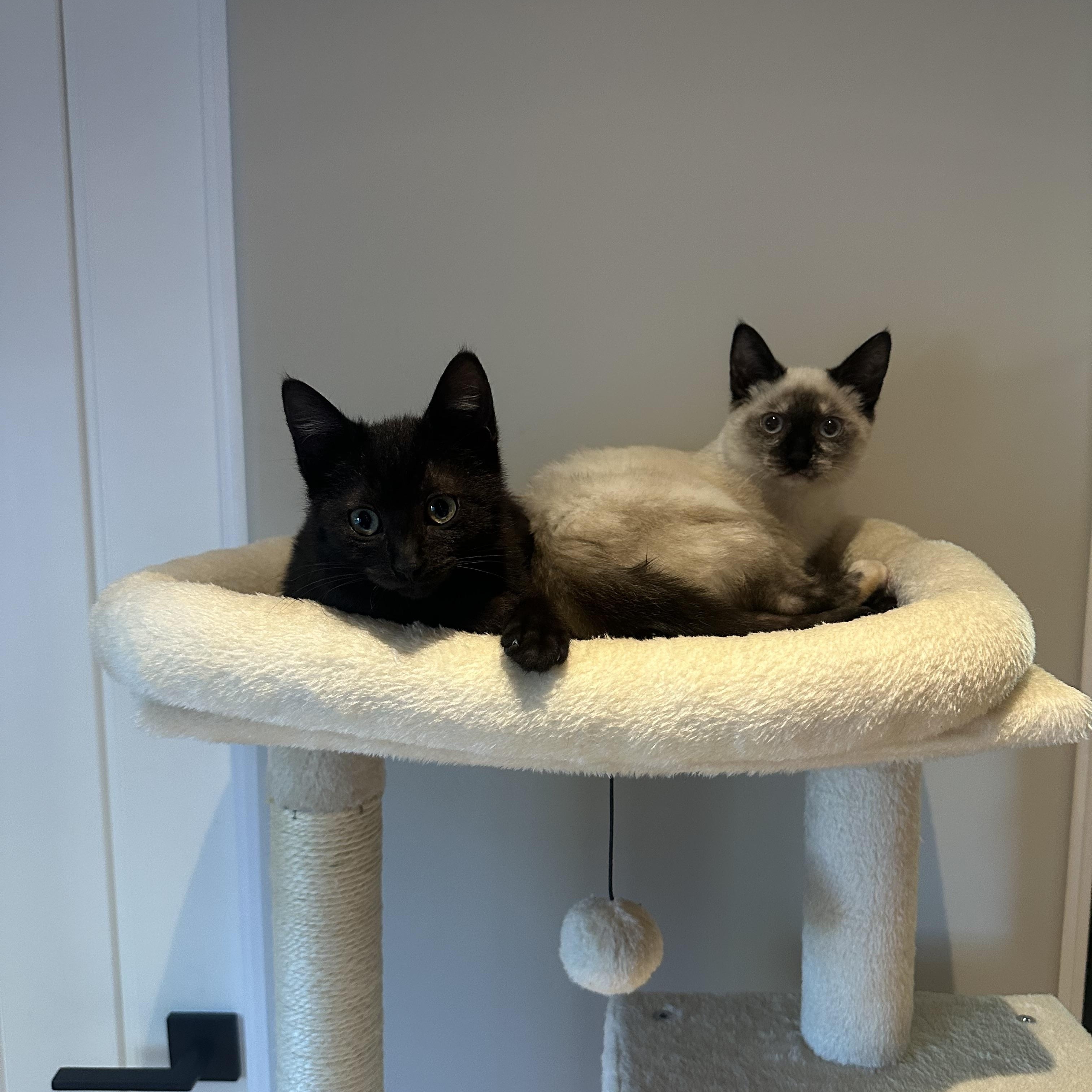 Enlarge Harry & Sally, an adopted mixed breed in Chandler, AZ image 3/4