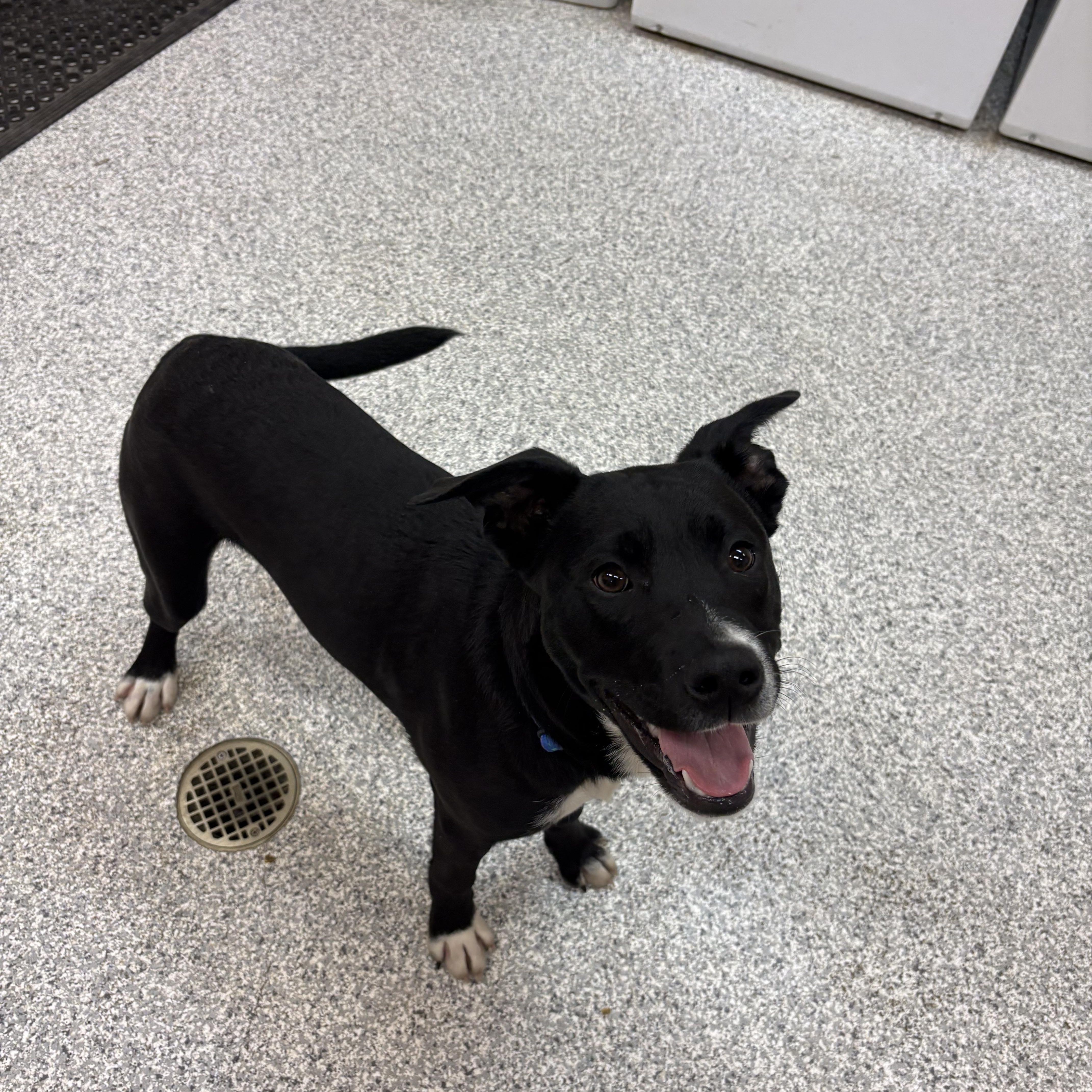 Enlarge Jones, a Adoptable mixed breed in Hood River, OR image 2/2