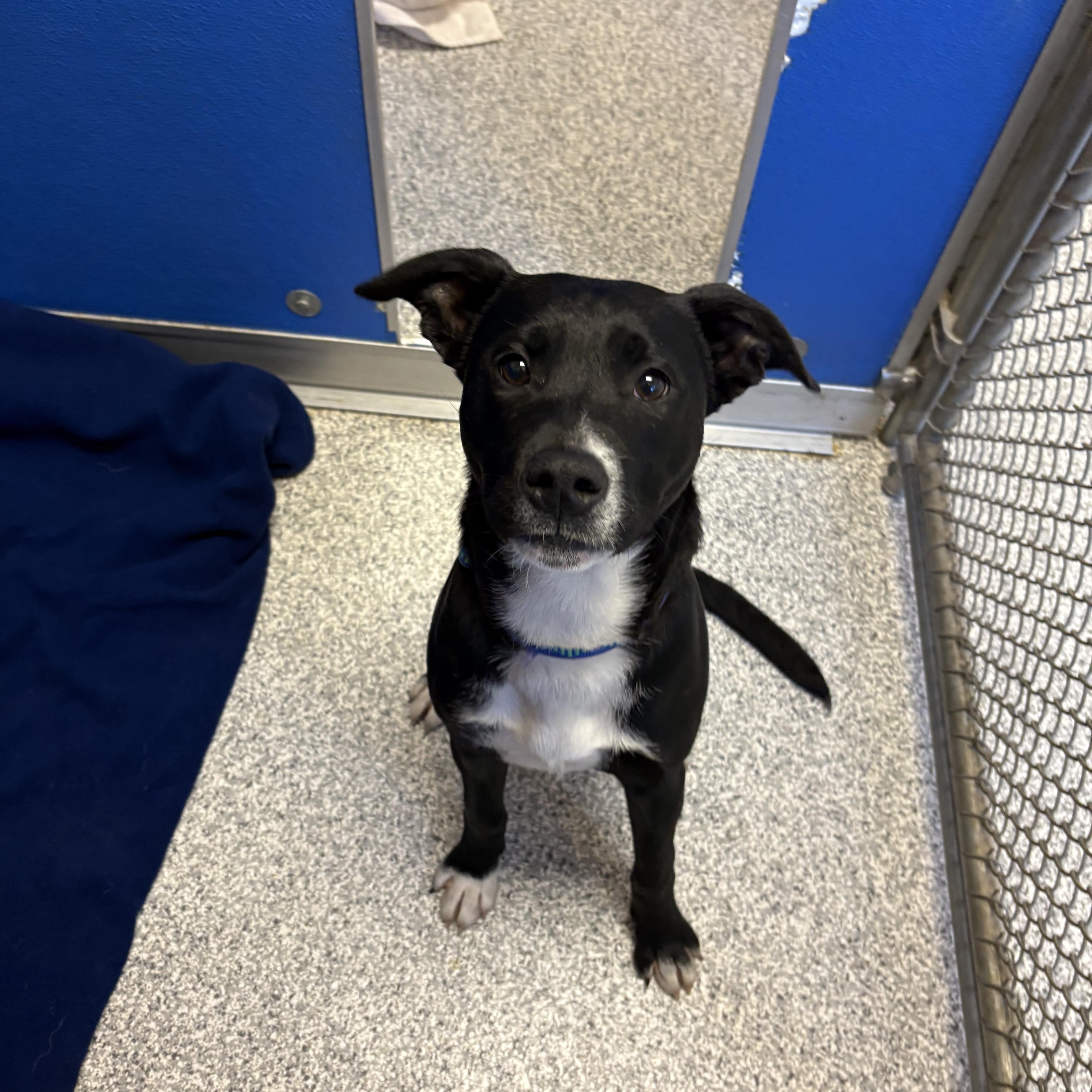 Enlarge Jones, a Adoptable mixed breed in Hood River, OR image 1/2