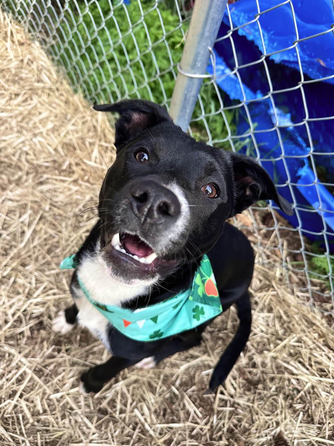 Enlarge Jones, a Adoptable mixed breed in Hood River, OR image 1/3