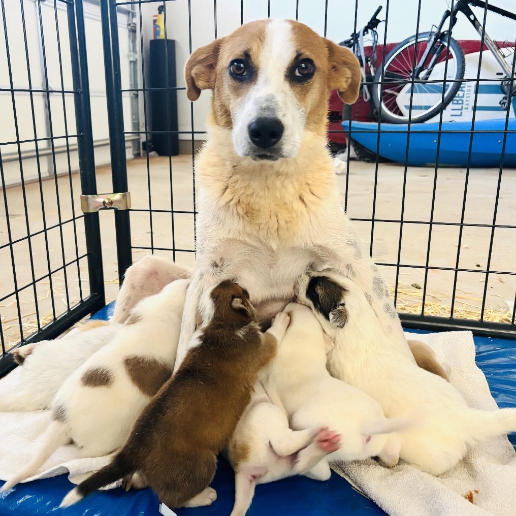 Plantain, a Adoptable Mixed Breed in Moab, UT image 1/2