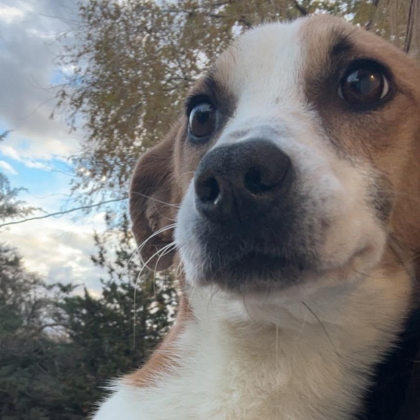 Plantain, a Adoptable Mixed Breed in Moab, UT image 2/2
