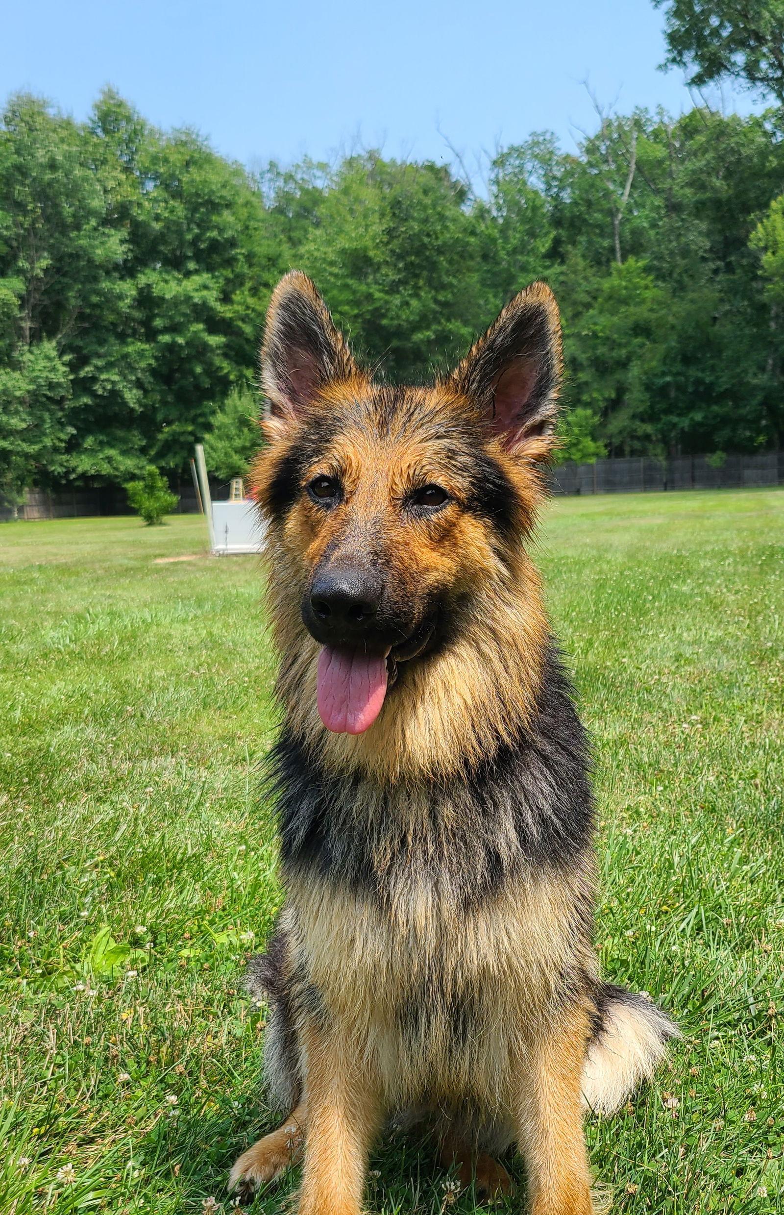 Eliska, Adoptable, Adult Female German Shepherd Dog.