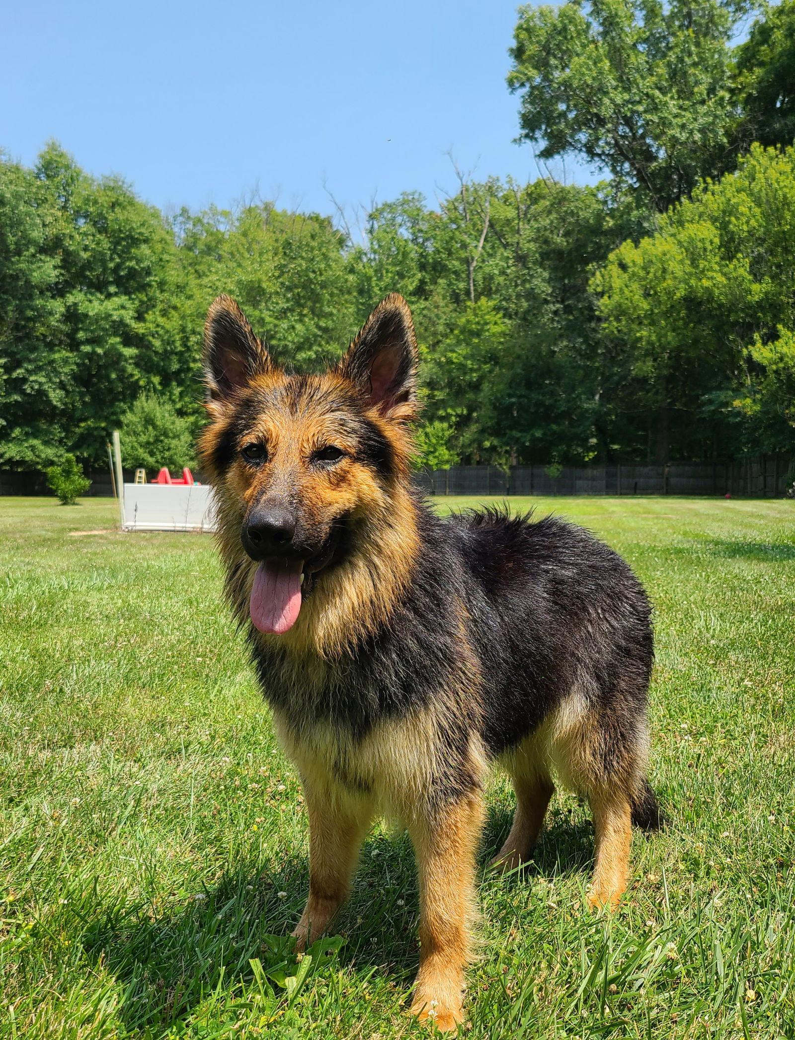 Enlarge Eliska, a Adoptable German Shepherd Dog in Columbus, IN image 2/3