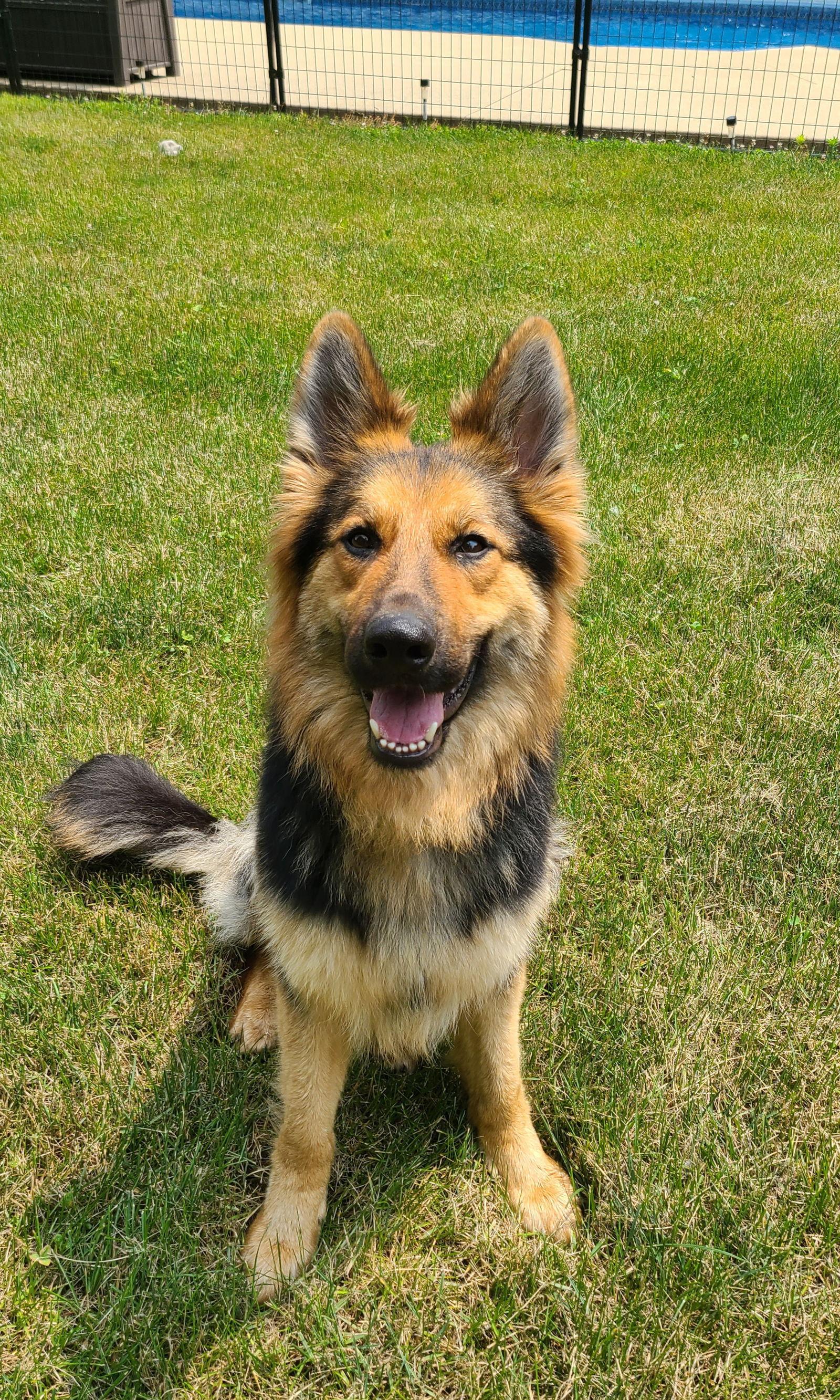 Enlarge Eliska, a Adoptable German Shepherd Dog in Columbus, IN image 3/3