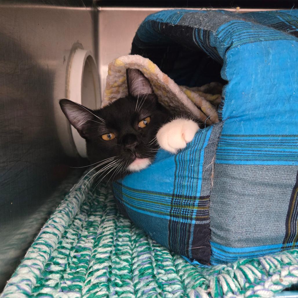 Enlarge Serin, a Adoptable Domestic Short Hair in Nampa, ID image 1/1