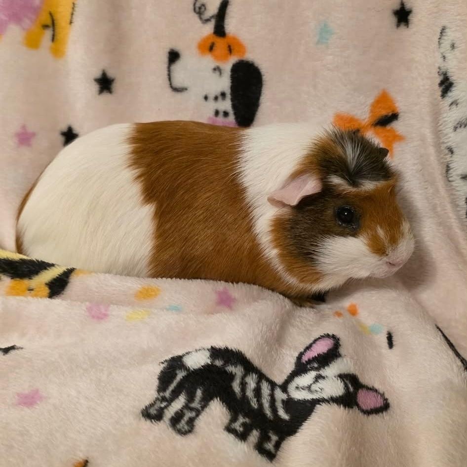Yuji and Todo, an adopted Guinea Pig in Phoenix, AZ image 1/4