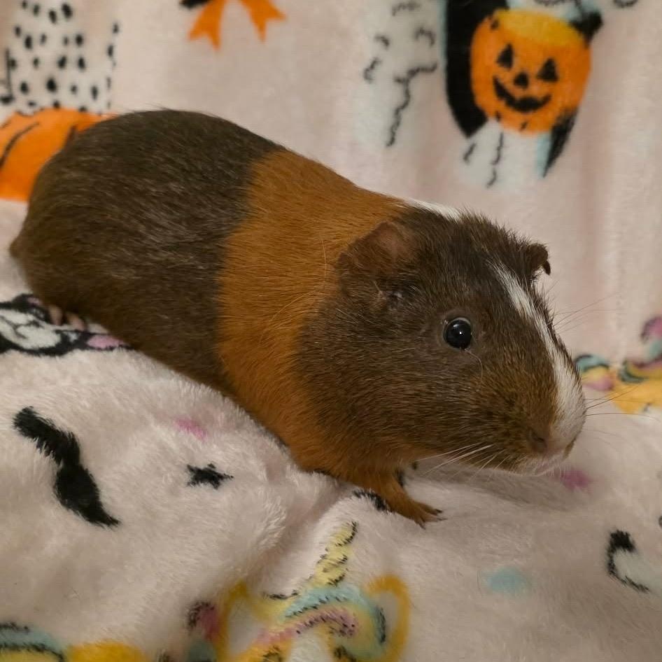 Yuji and Todo, an adopted Guinea Pig in Phoenix, AZ image 2/4