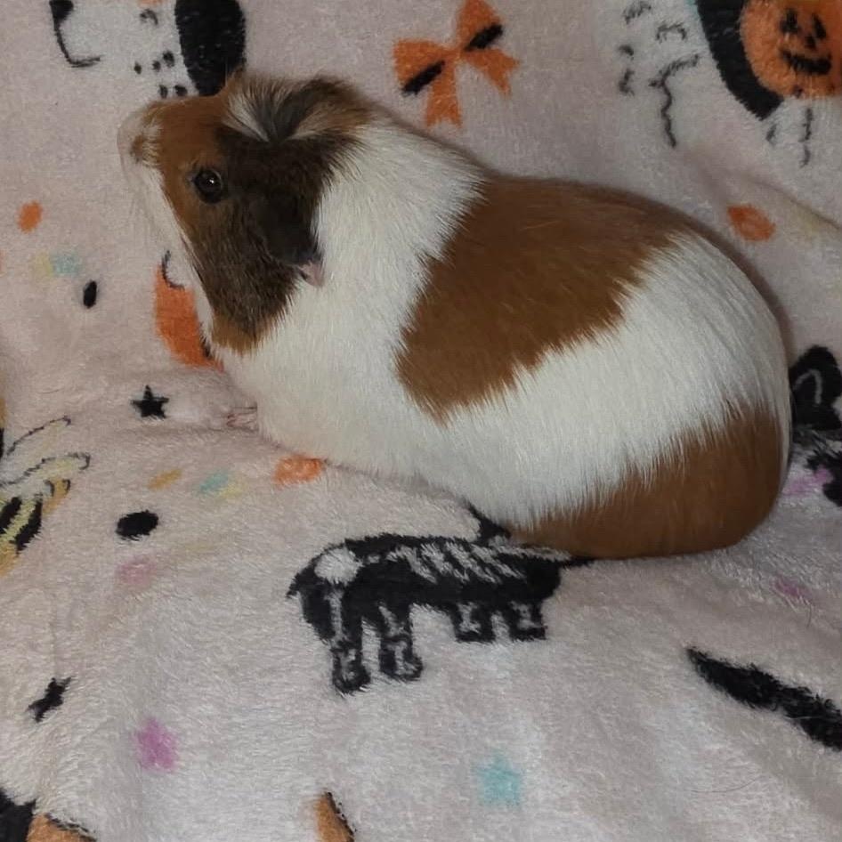 Yuji and Todo, an adopted Guinea Pig in Phoenix, AZ image 3/4