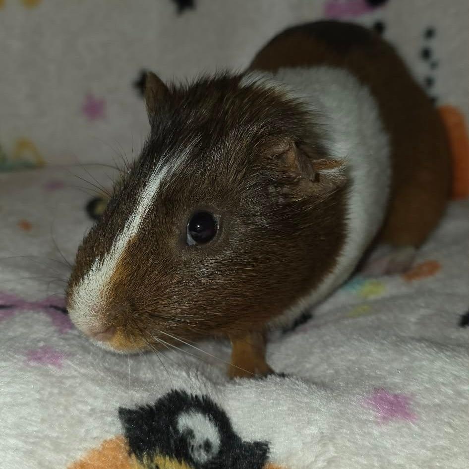 Yuji and Todo, an adopted Guinea Pig in Phoenix, AZ image 4/4