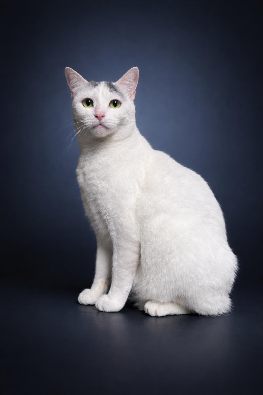 Enlarge Patch, a ADOPTABLE Domestic Short Hair in Rixeyville, VA image 4/5