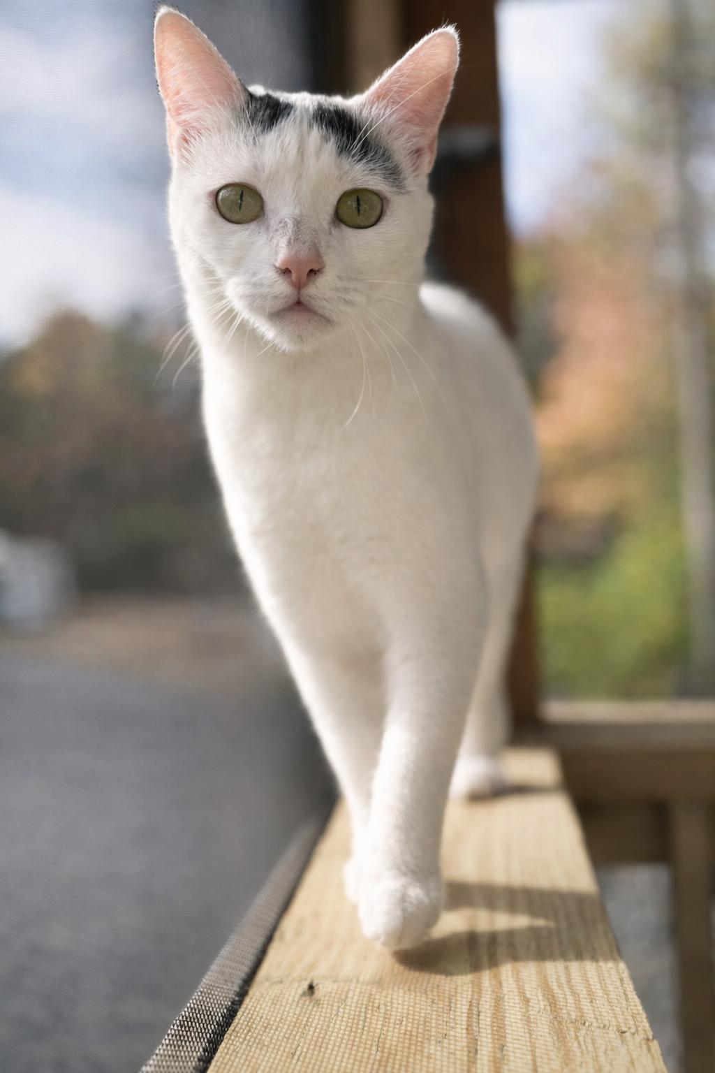 Enlarge Patch, a ADOPTABLE Domestic Short Hair in Rixeyville, VA image 5/5