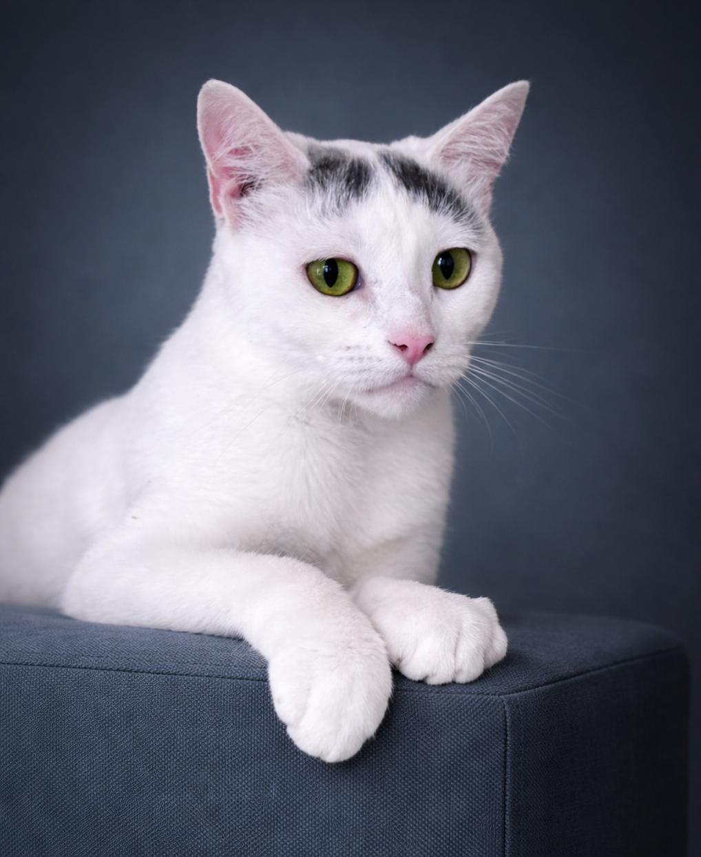 Enlarge Patch, a ADOPTABLE Domestic Short Hair in Rixeyville, VA image 1/5