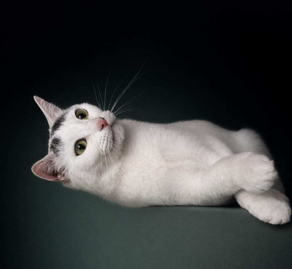 Enlarge Patch, a ADOPTABLE Domestic Short Hair in Rixeyville, VA image 3/5