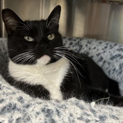 Topaz, Adoptable, Adult Female Domestic Short Hair & Domestic Short Hair.