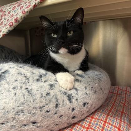 Topaz, Adoptable, Adult Female Domestic Short Hair & Domestic Short Hair.