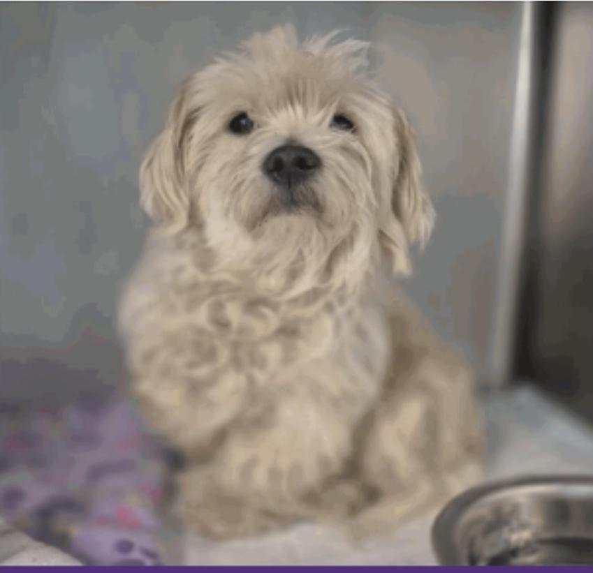 Enlarge Sudoku, a Adoptable mixed breed in Sedalia, CO image 1/1