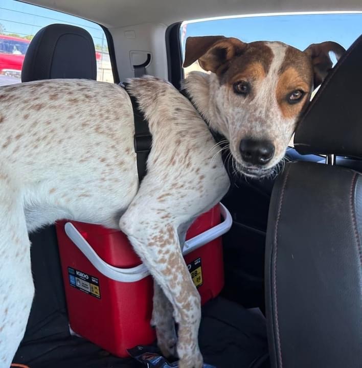 Randy , Adoptable, Young Male Coonhound & Australian Cattle Dog / Blue Heeler.