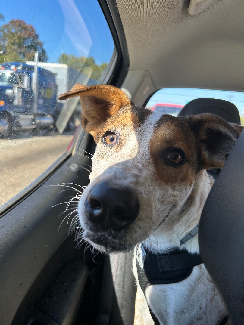 Randy , a Adoptable mixed breed in Hot Springs, AR image 2/5