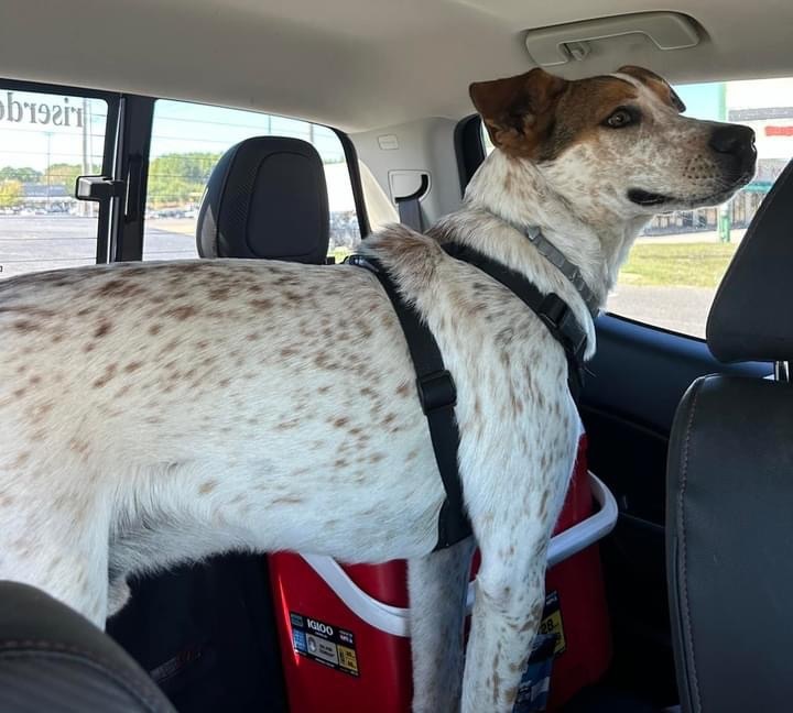Randy , a Adoptable mixed breed in Hot Springs, AR image 3/5