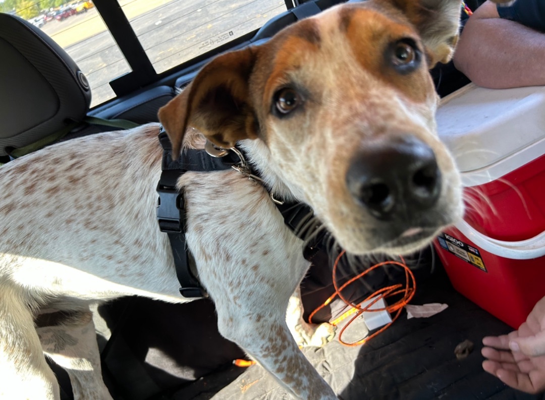 Randy , a Adoptable mixed breed in Hot Springs, AR image 4/5