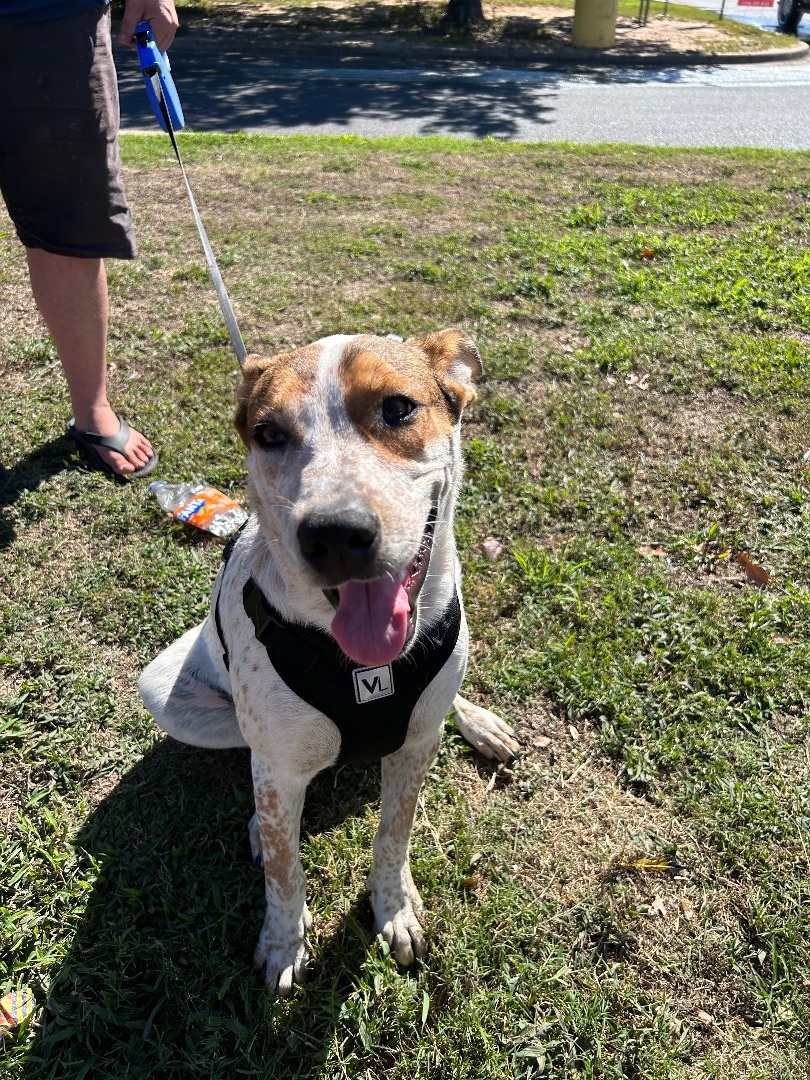 Randy , a Adoptable mixed breed in Hot Springs, AR image 5/5