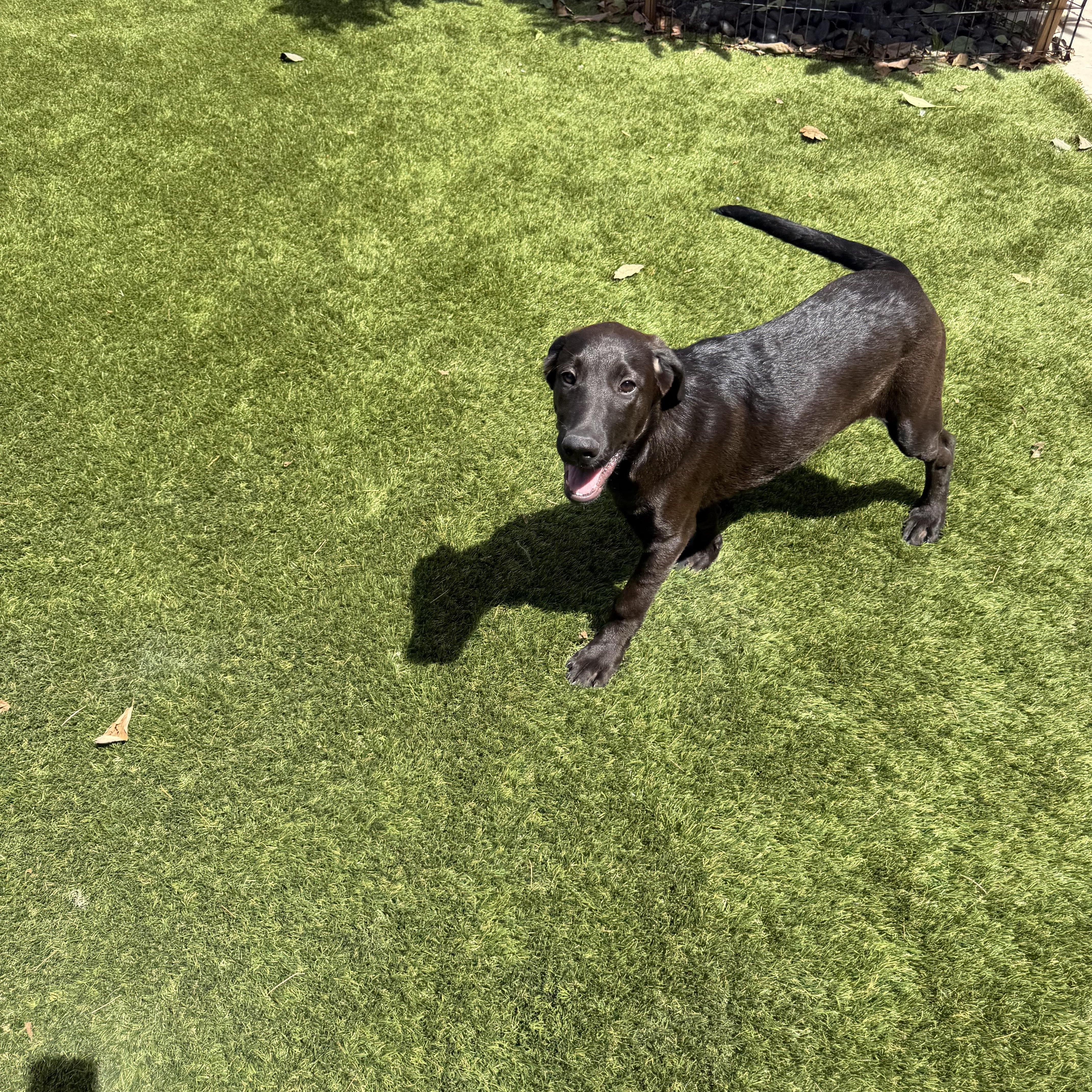 Enlarge Sawyer, a Adopted mixed breed in Concord, CA image 4/5