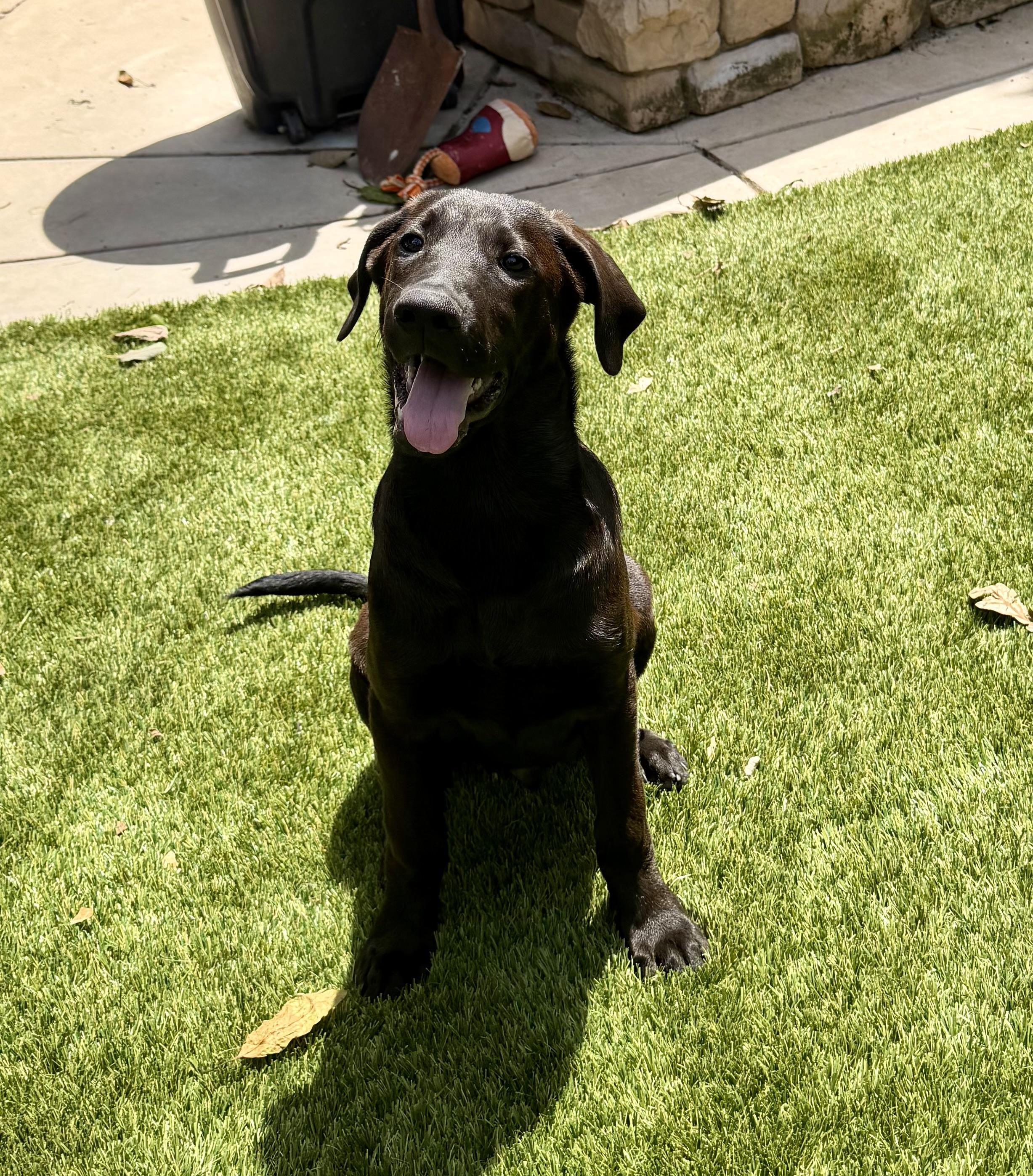 Sawyer, Adopted, Young Male Black Labrador Retriever & Hound.
