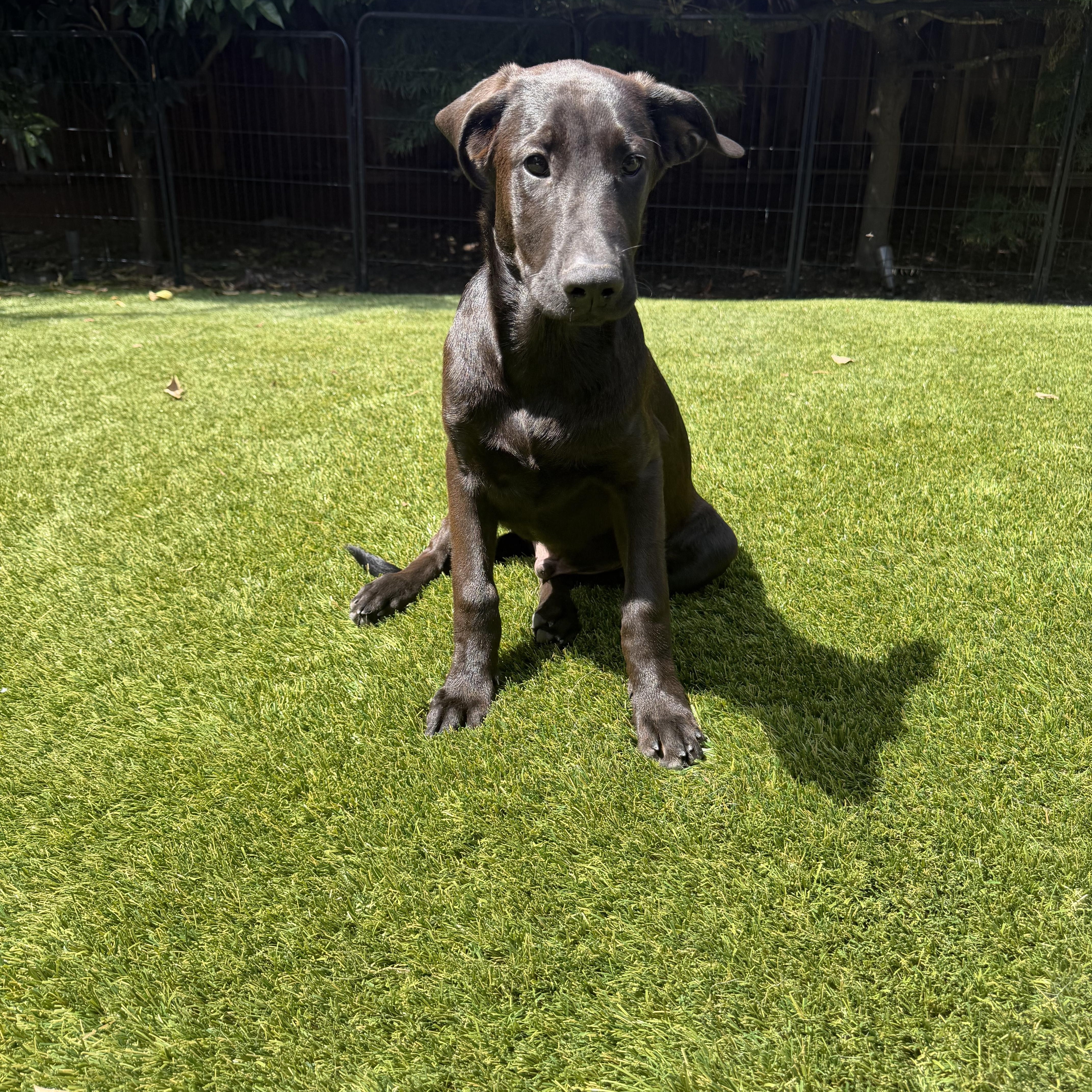 Enlarge Sawyer, a Adopted mixed breed in Concord, CA image 2/5