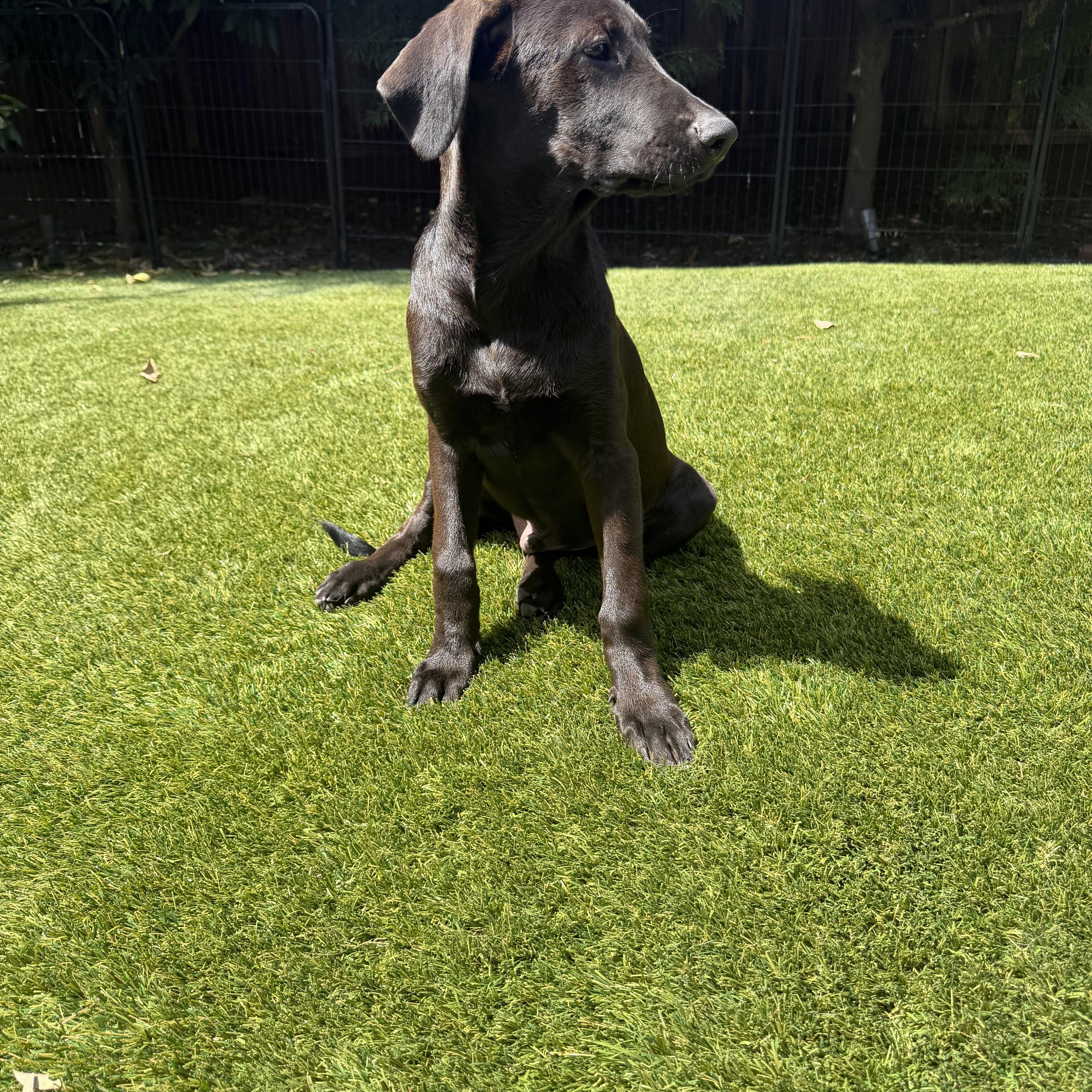 Enlarge Sawyer, a Adopted mixed breed in Concord, CA image 3/5