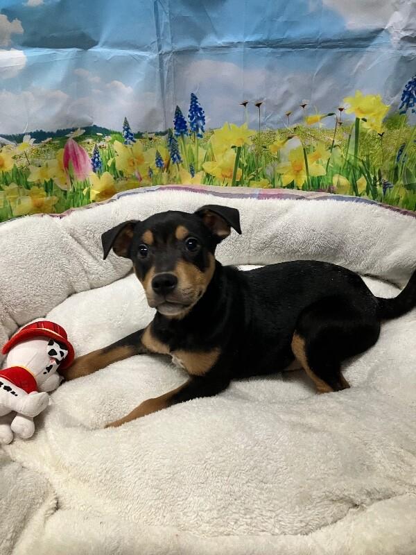 Enlarge Ficus, a Adoptable Mixed Breed in Jackson, TN image 1/2