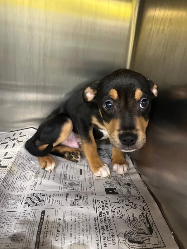 Enlarge Ficus, a Adoptable Mixed Breed in Jackson, TN image 2/2