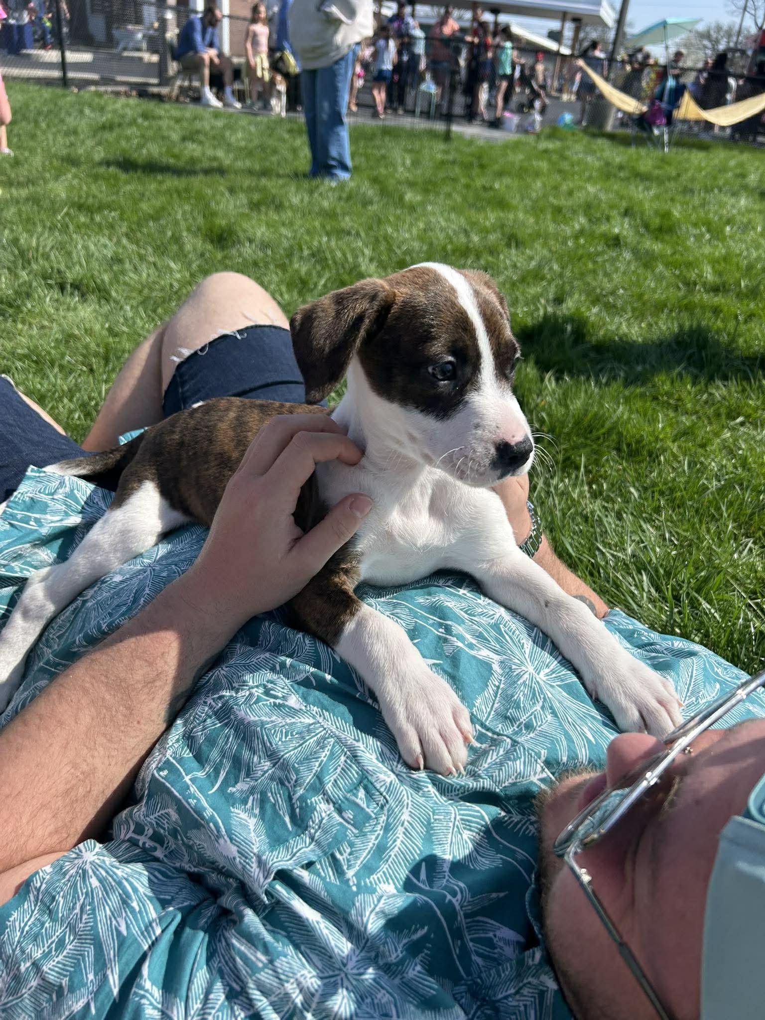 Timmy, Adoptable, Puppy Male Beagle & Boxer.