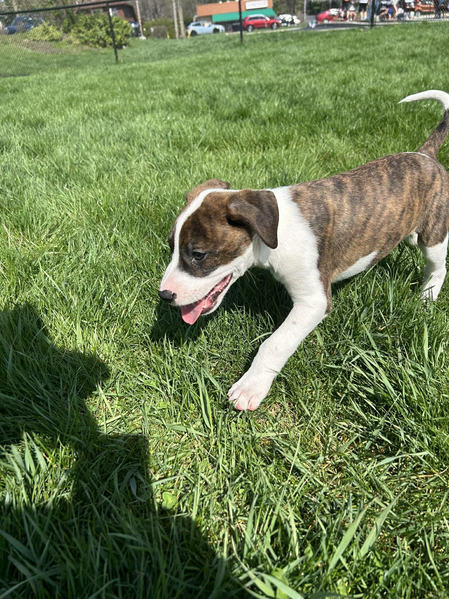 Enlarge Timmy, a Adoptable mixed breed in Mechanicsburg, PA image 2/3