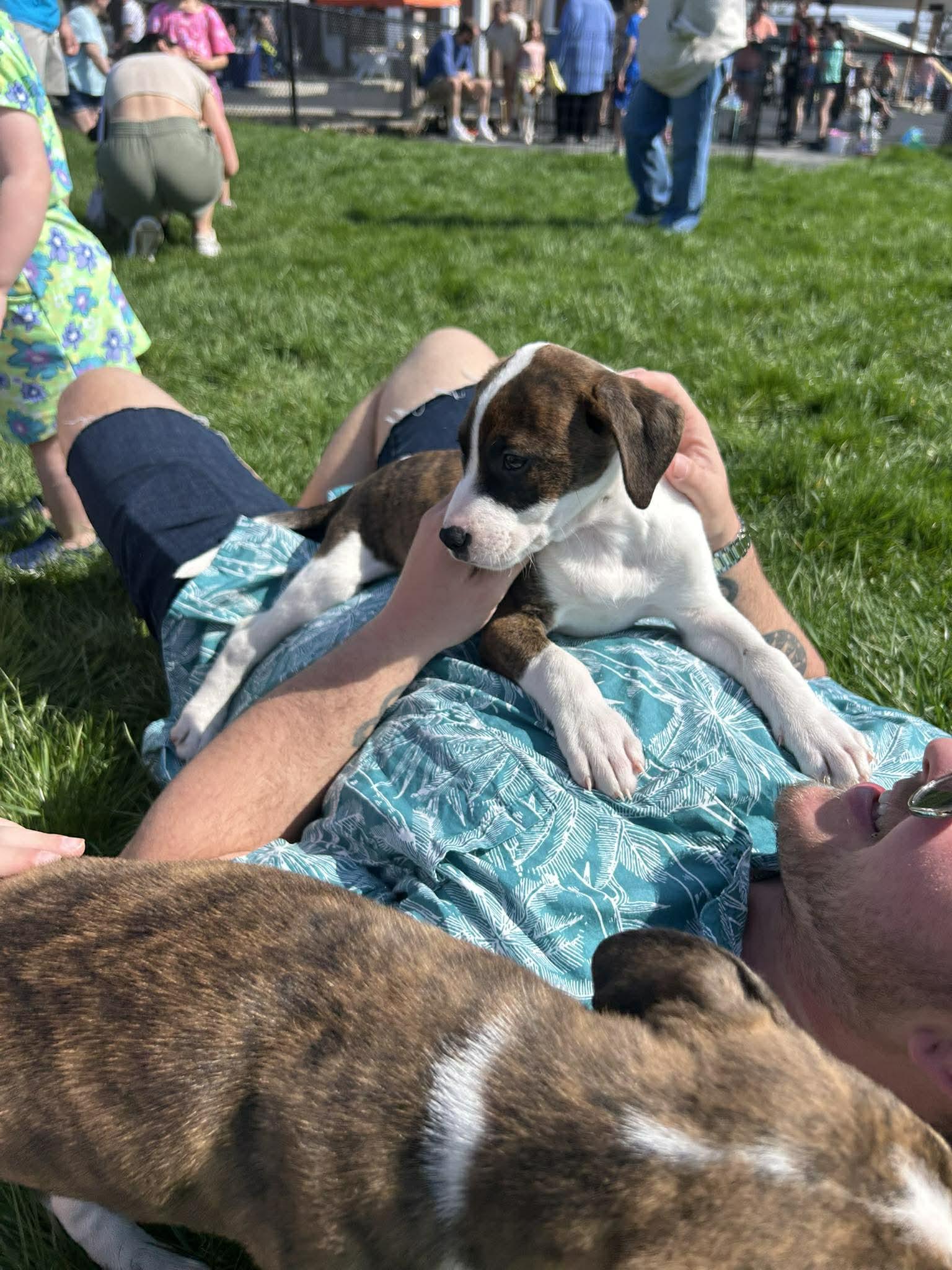 Enlarge Timmy, a Adoptable mixed breed in Mechanicsburg, PA image 3/3