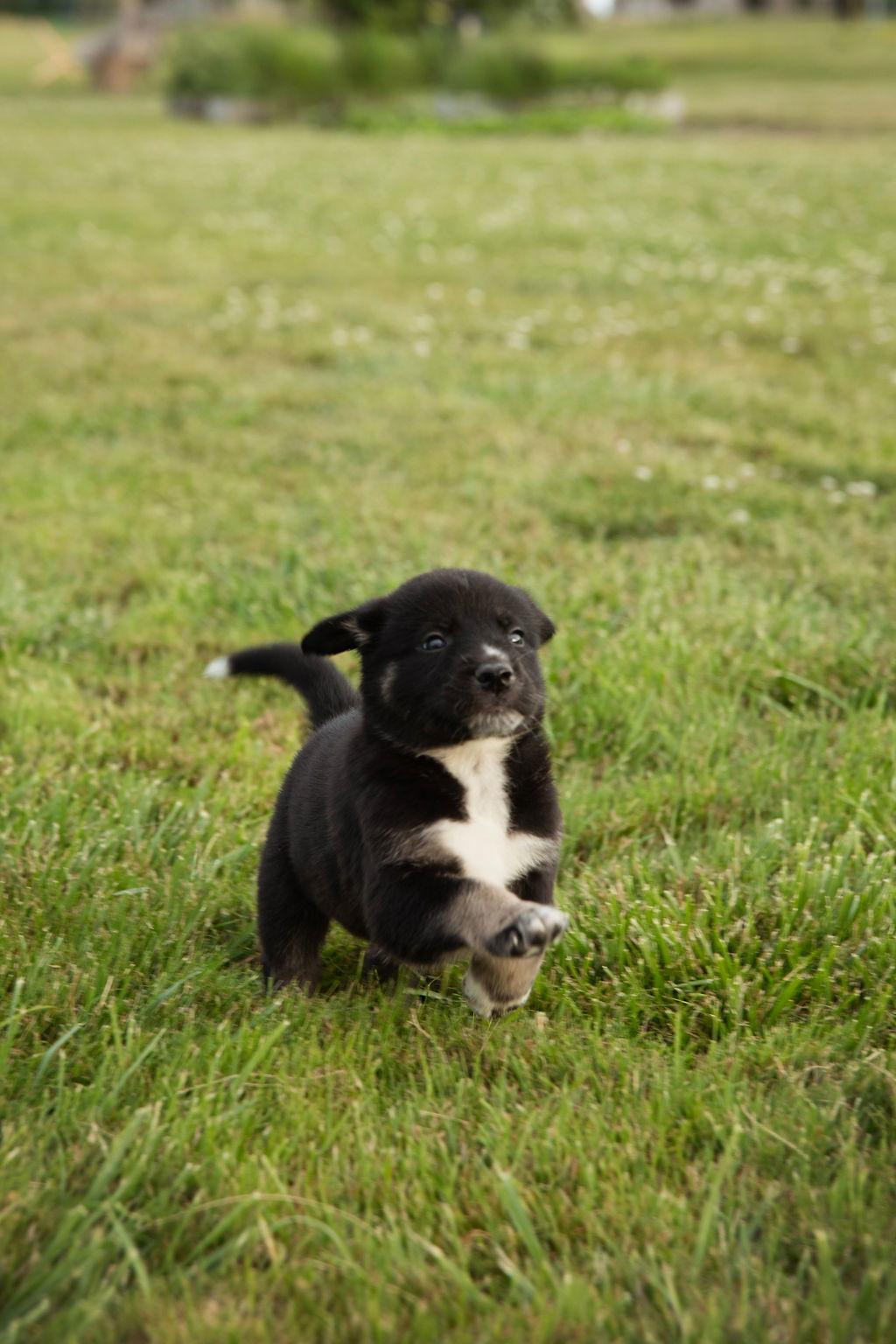 Enlarge Thumbelina, a Adopted mixed breed in London, ON image 1/2