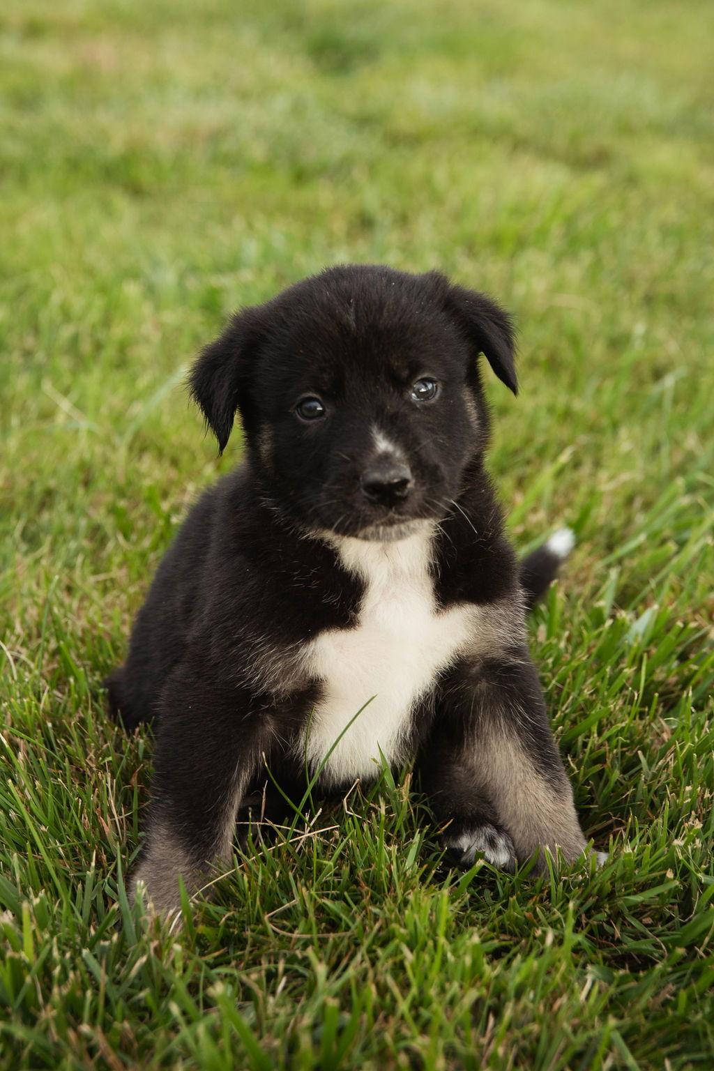 Enlarge Thumbelina, a Adopted mixed breed in London, ON image 2/2