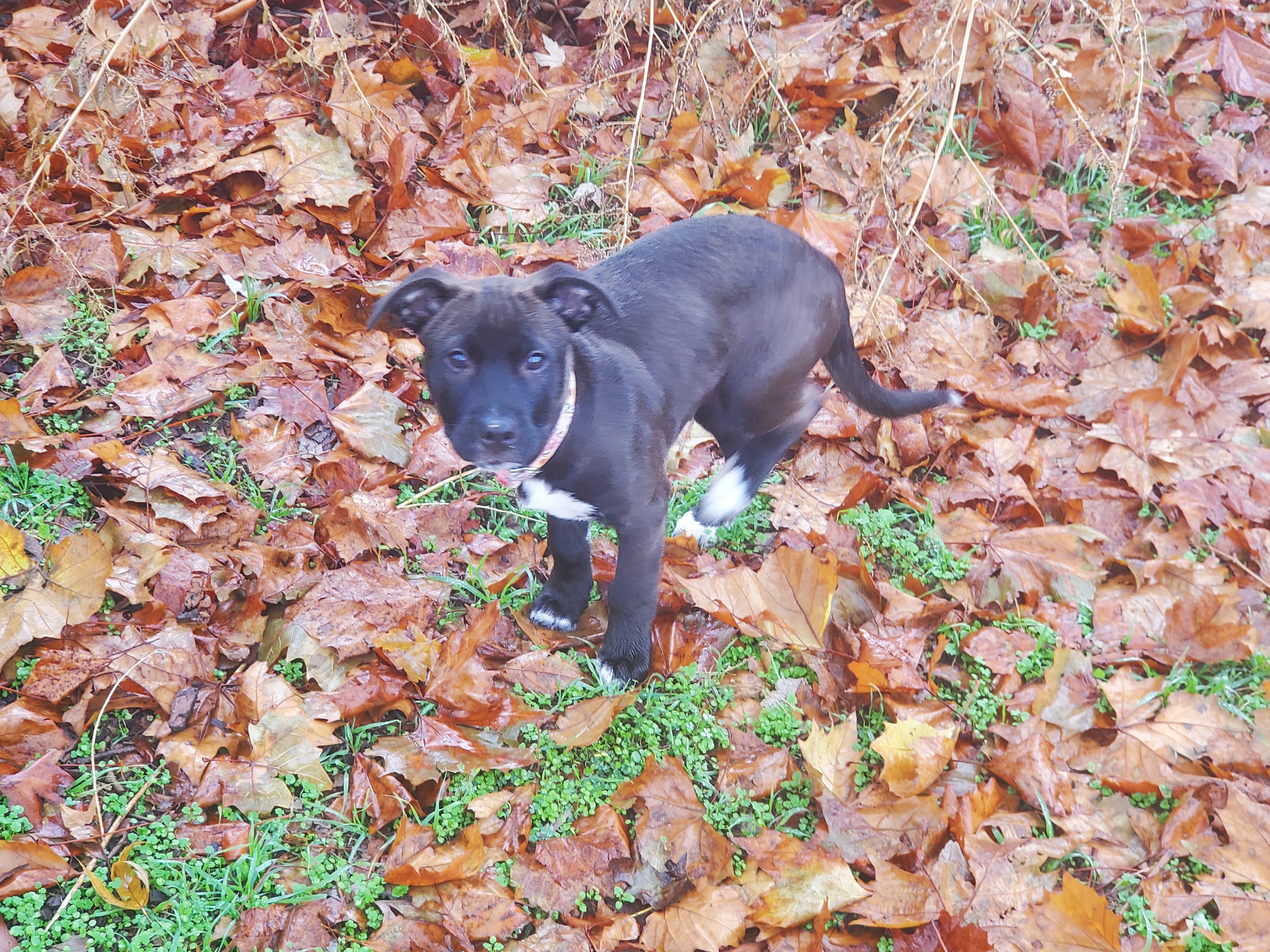 Enlarge Lady, a ADOPTABLE mixed breed in Yukon, OK image 1/2
