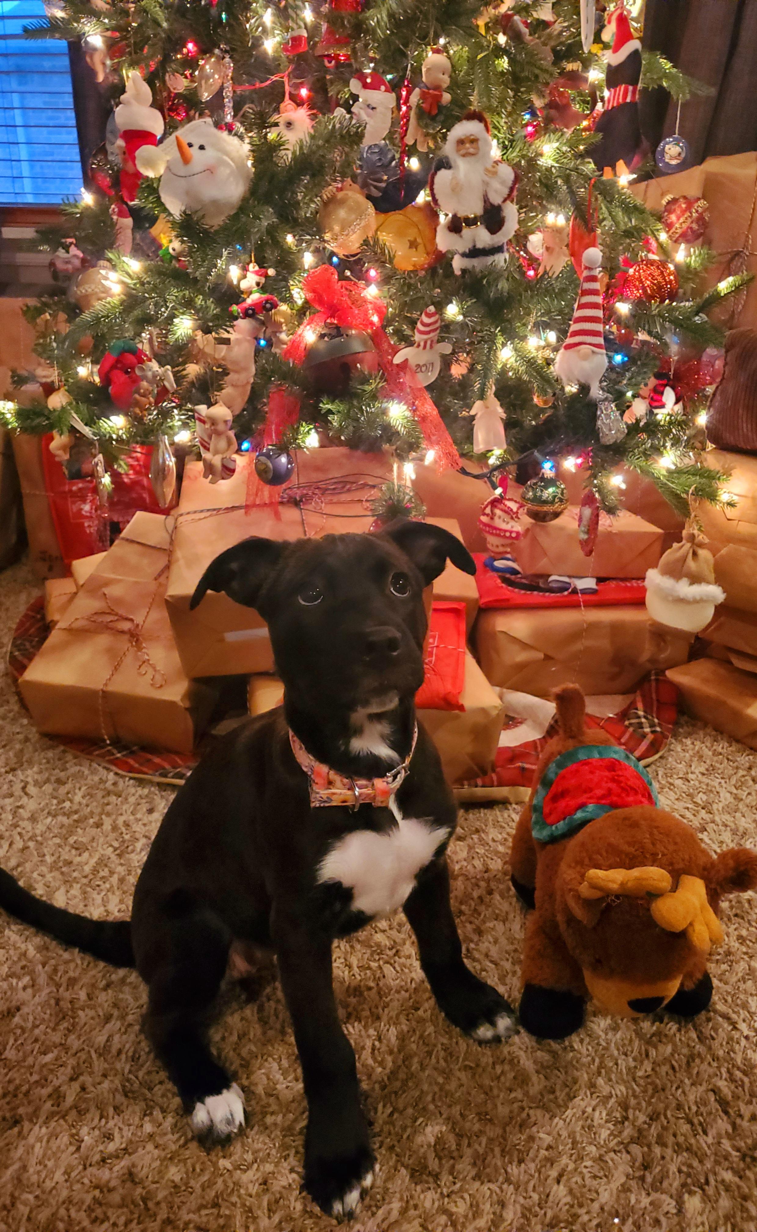 Enlarge Lady, a ADOPTABLE mixed breed in Yukon, OK image 2/2