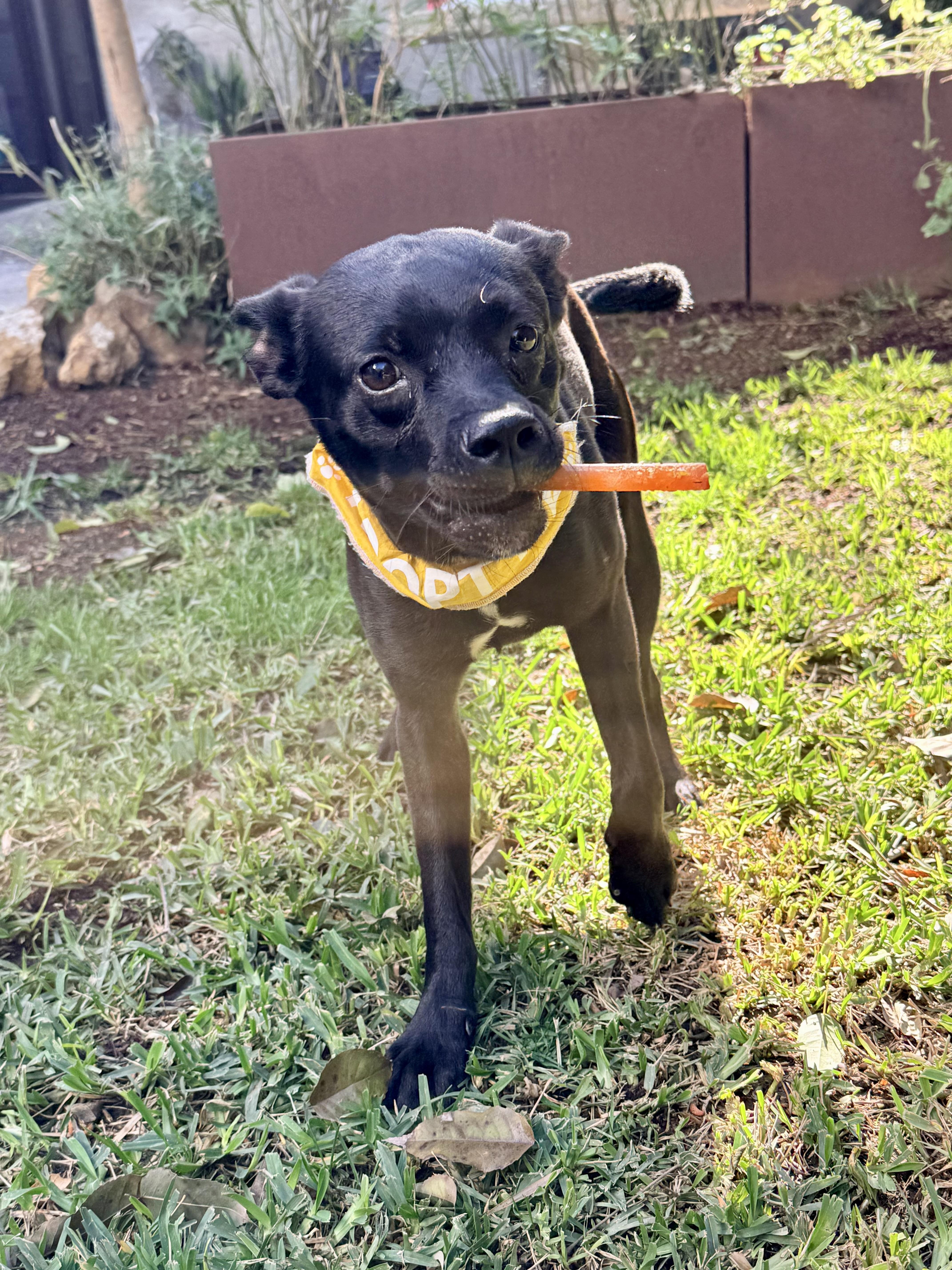 Enlarge TIA, an adopted mixed breed in los angeles, CA image 1/6
