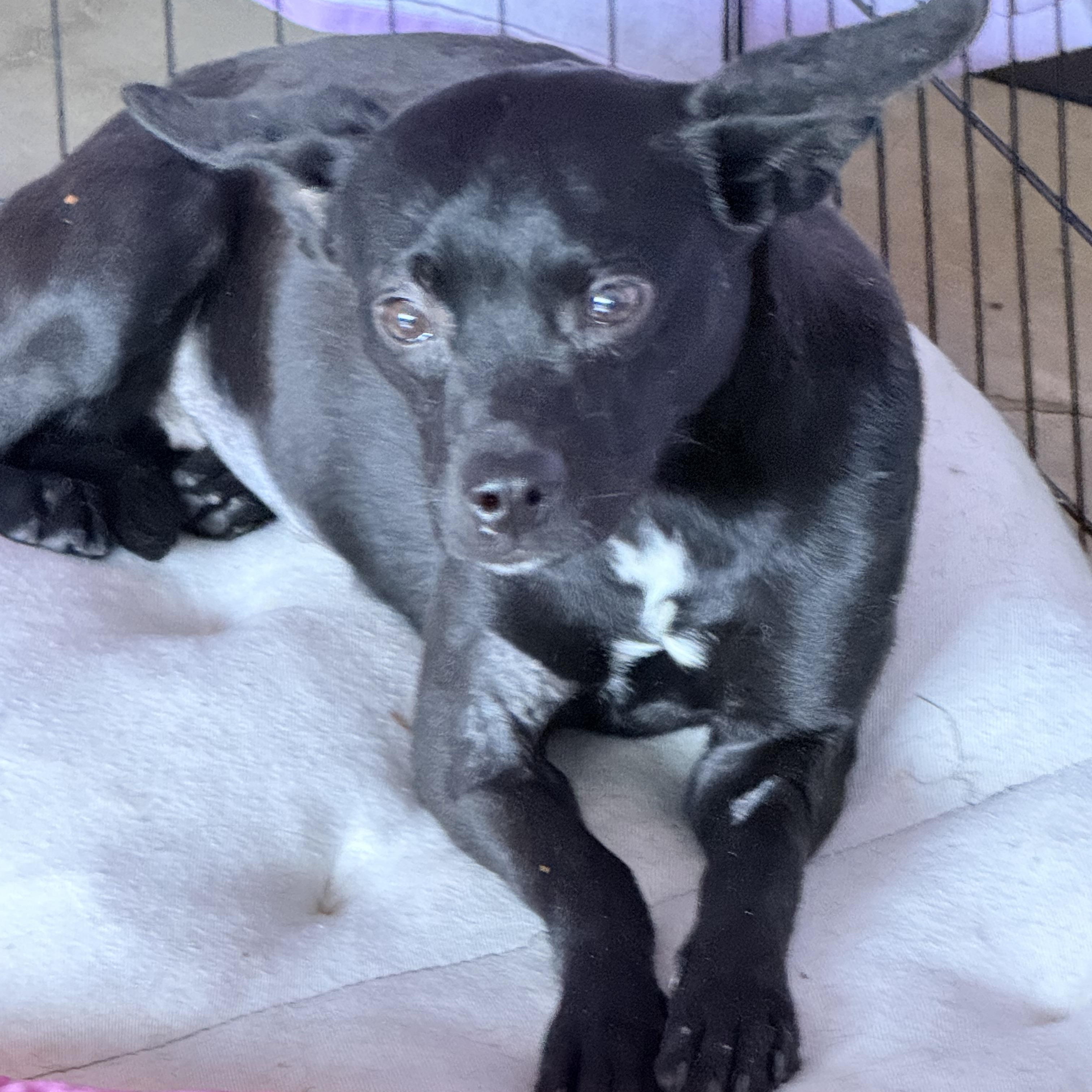 TIA, a ADOPTABLE mixed breed in los angeles, CA image 4/6