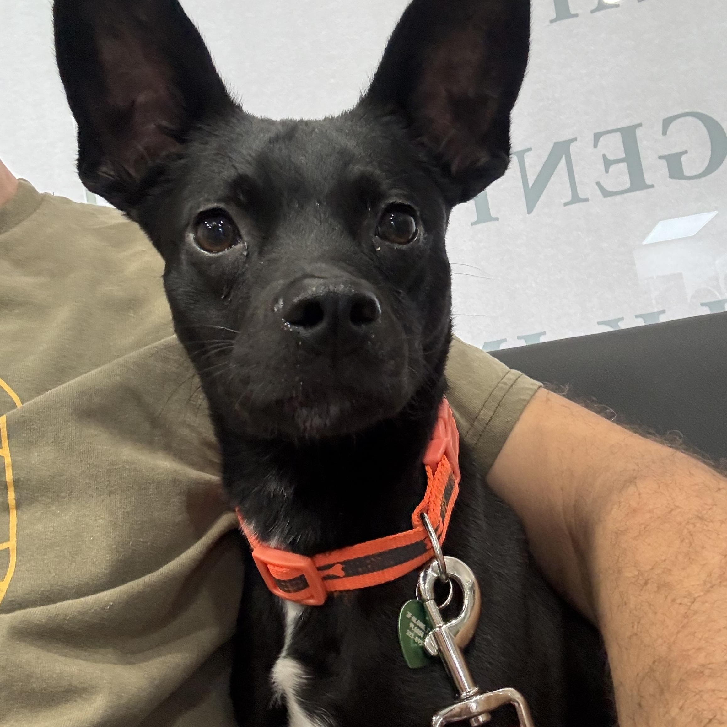 TIA, a ADOPTABLE mixed breed in los angeles, CA image 2/6