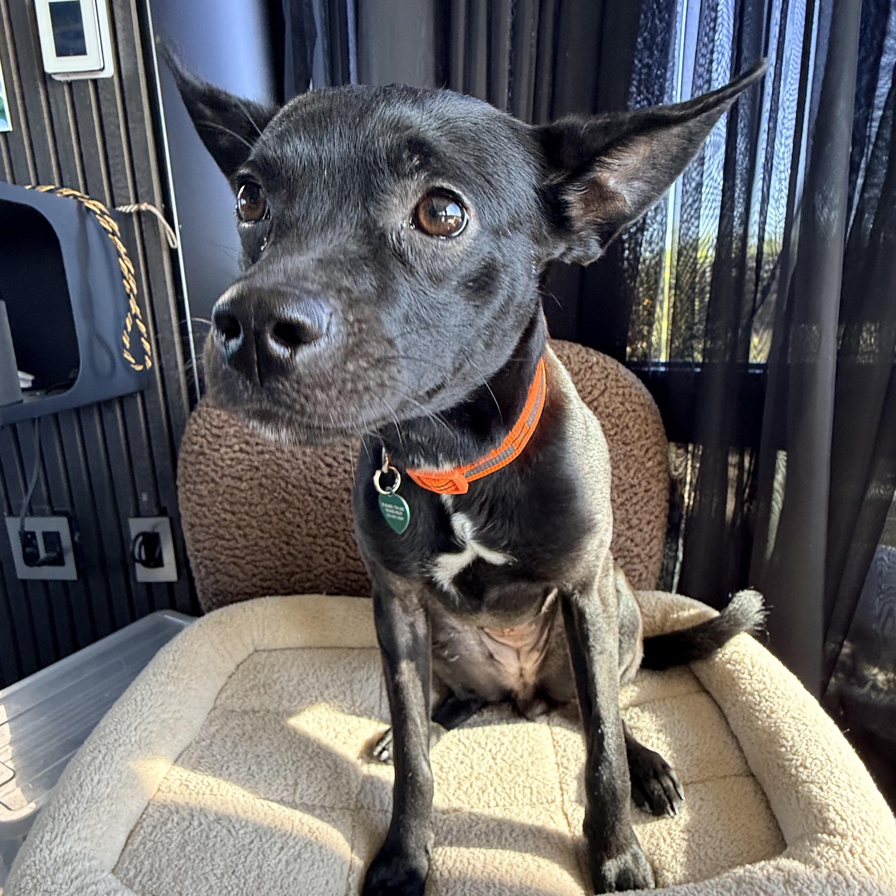 TIA, a ADOPTABLE mixed breed in los angeles, CA image 3/6